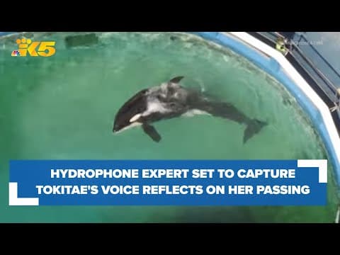 Seattle hydrophone expert set to capture Toki's voice reflects on her passing