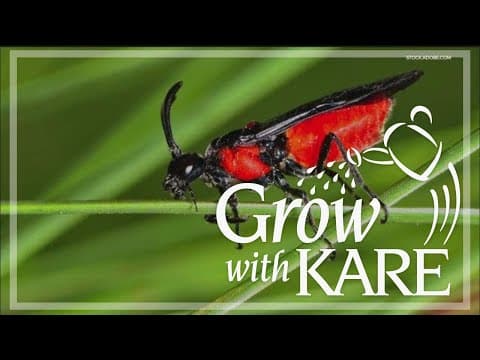 Grow with KARE: Getting 'good' insects in your garden