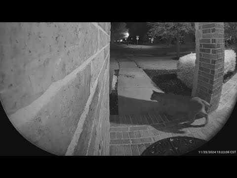 Ring camera footage captures big cat in North Texas