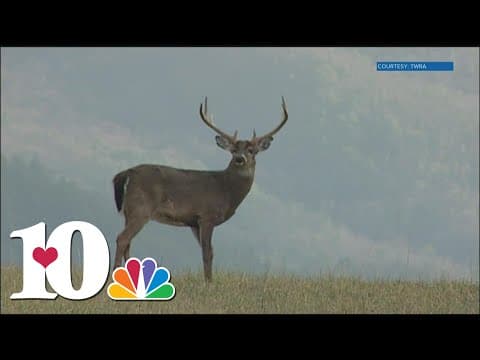 'Tis the season for more deer car crashes