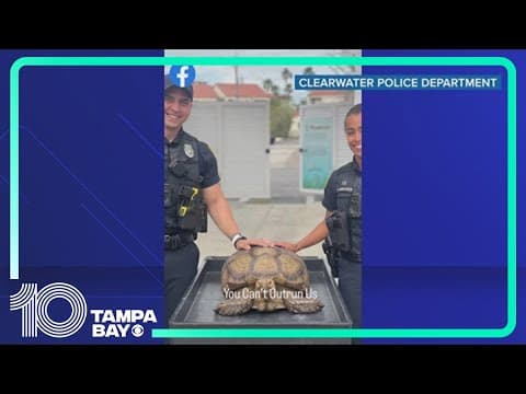 Clearwater police rescue 'wayward' tortoise found roaming apartment complex's parking lot