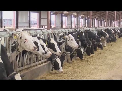 Concerns grow over the spread of bird flu