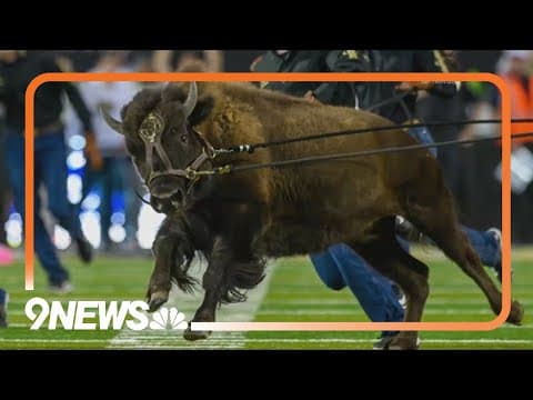 CU's Ralphie VII nicknamed 'Brandy'