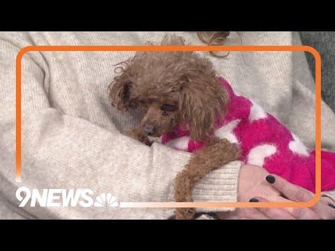 Senior Dog Monique is a 'Spitfire' and Loves to Cuddle