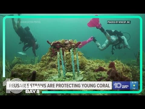 Researchers are using reusable straws to protect young coral