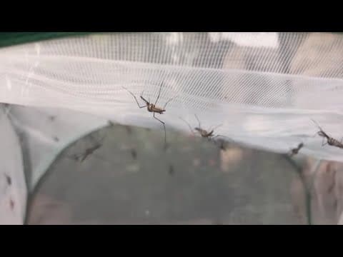 Tarrant County confirms first West Nile virus case of 2025