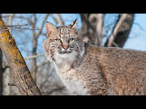 Indiana Natural Resources Commission voting on new rule for bobcat hunting