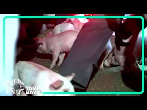 Piglets get loose after semi-truck crashes in Ohio