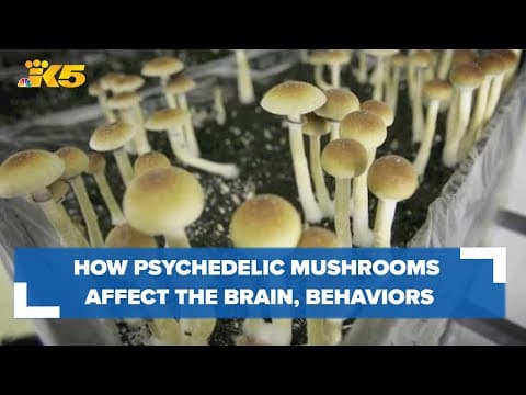How psychedelic mushrooms affect the brain, behaviors