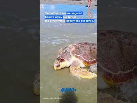 Back to the Gulf! After months of care three sea turtles were released into the Gulf