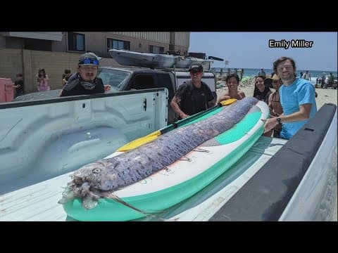 Rare 'sea serpent' fish found in southern California