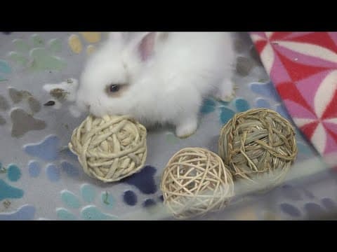 San Diego House Rabbit Society rescues 10 abandoned rabbits