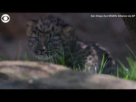 Rare leopard twins born at San Diego Zoo
