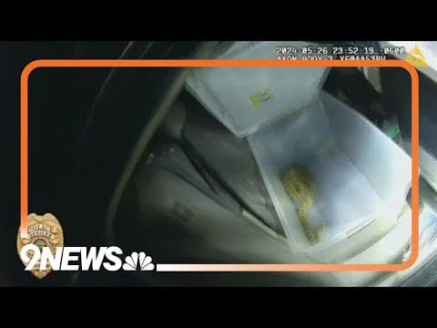 'Any other things that might bite me?' | Officer finds live rattlesnake while searching car
