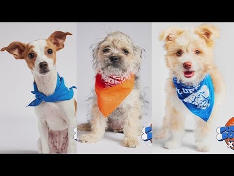 Five dogs from San Diego shelters take part in this year's Puppy Bowl