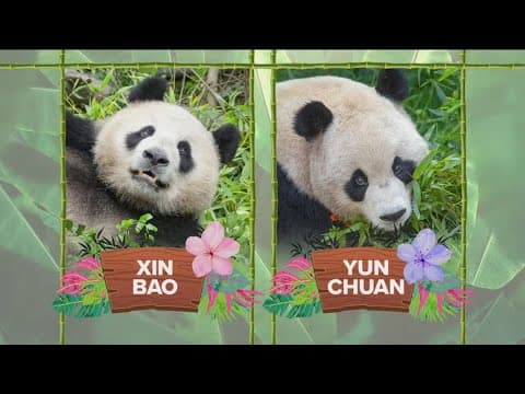 Pandas settle in at San Diego Zoo after journey from China | See first photos