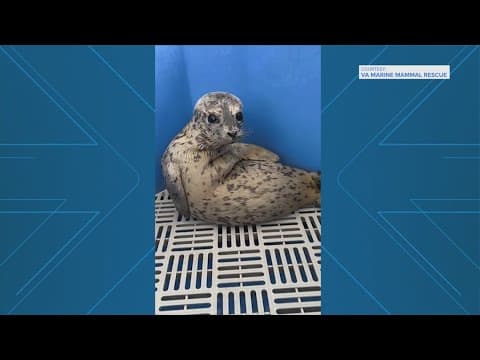 'Biscuits' the seal takes the internet by storm