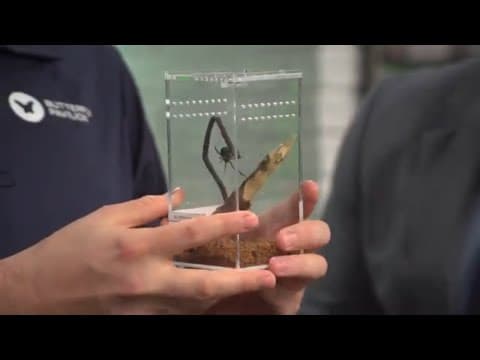 Sunrise Safari: Western black widow