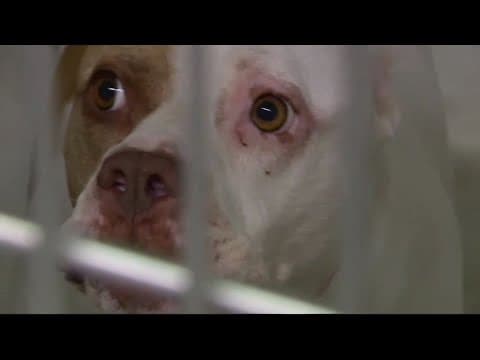 Concerns grow over "Mysterious illness" spreading in dogs across the country