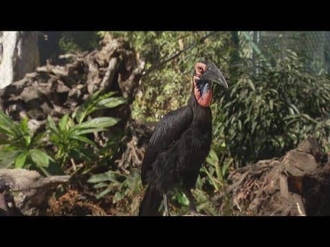 Zoo Day with the San Diego Zoo| The Southern Ground Hornbill