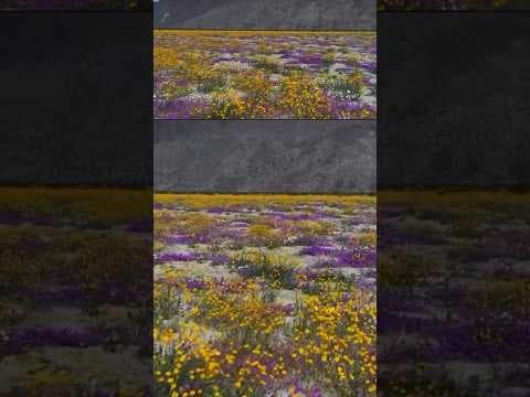 Anna Borrego Desert State Park sees big wildflower bloom, visitors flock to see the flowers