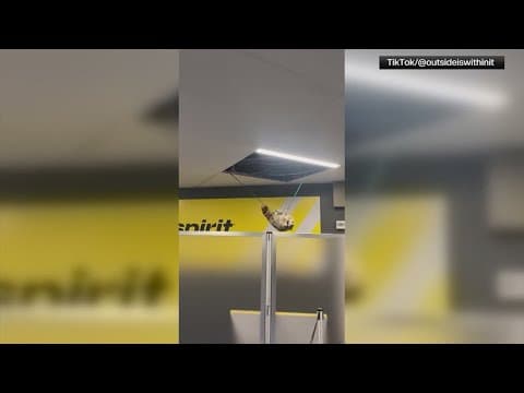 Caught on camera: Raccoon rappels from ceiling at LaGuardia Airport