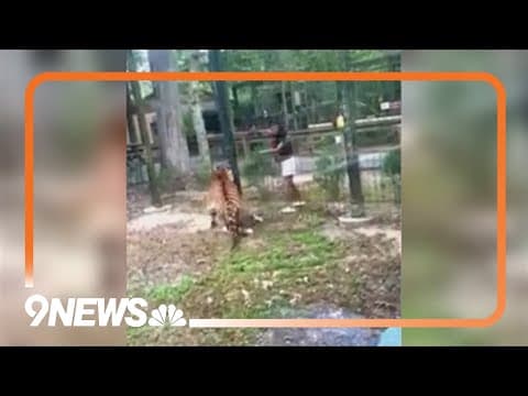 New Jersey woman charged for provoking tiger