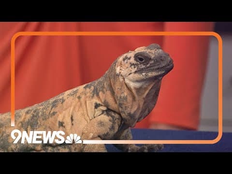 Sunrise Safari | Exploring the wild world of Chuckwallas