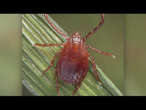 CDC warns the public about a tick invasion