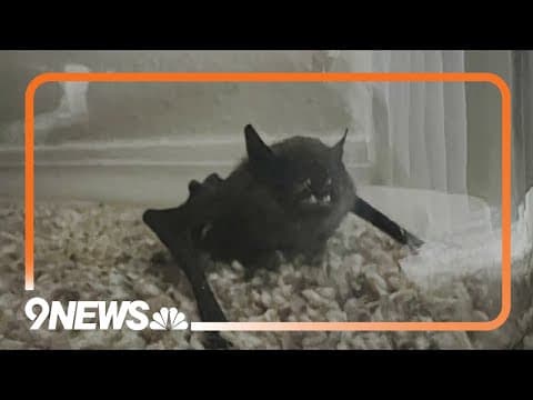 Bat tests positive for rabies at Longmont apartment complex