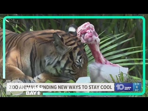 Florida zoo works to protect animals from summer heat