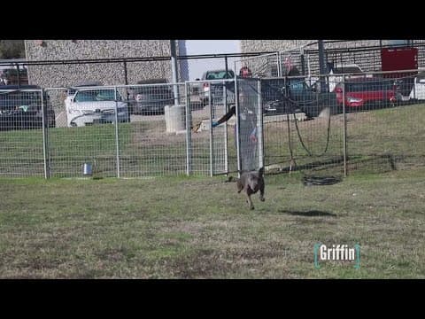 Tailwaggers: Meet Griffin