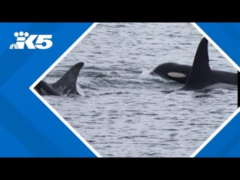 Researchers looking to confirm reports of new Southern Resident orca calf