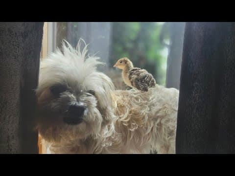 Family finds an egg, hatches a turkey and makes a feathered friend part of the family