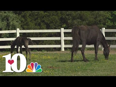 Dancing for Horses raises funds for abused, neglected horses