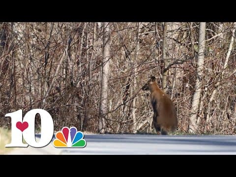 Loose pet wallaby seen hopping across LMU's campus