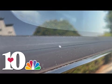 Small, white bugs known as woolly aphids bring 'summer snow' to East Tennessee