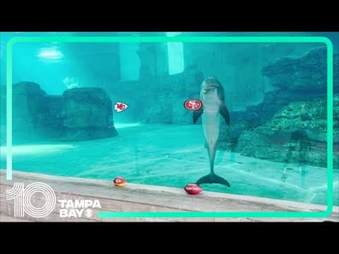Nick the dolphin makes his pick for the Super Bowl at Clearwater Marine Aquarium