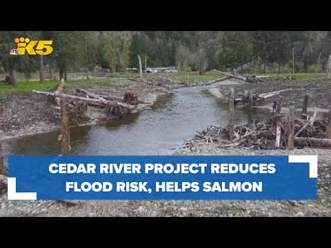 Cedar River restoration project reduces flood risk, improves salmon habitat