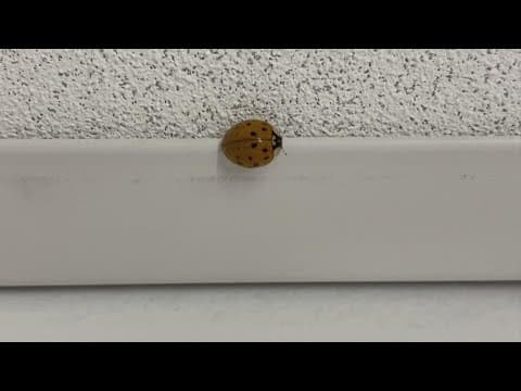 Multicolored ladybugs are out in full force