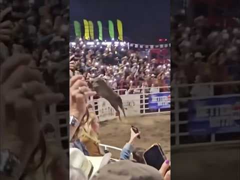 Bull Jumps Over Fence, Injuring Fans at Rodeo
