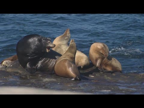 Influx of sea lions at La Jolla Cove could be attracting sharks to the area