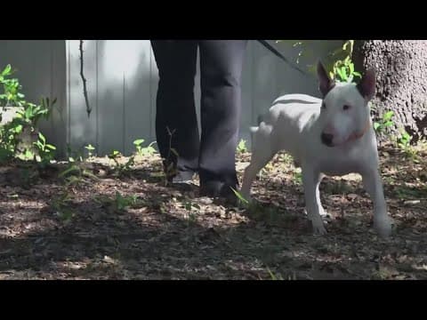 Bill would make it a third-degree felony to treat animals inhumanely during a state of emergency