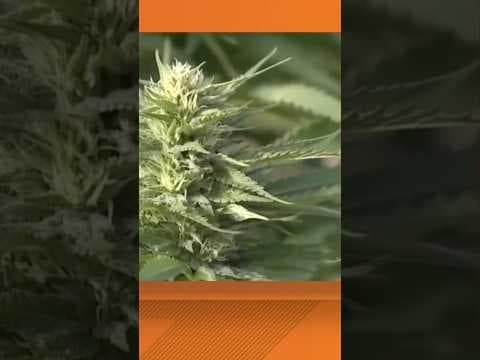 Marijuana Recall Hits Dispensaries