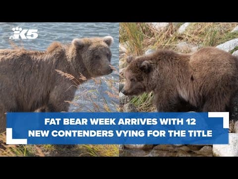 Fat Bear Week arrives with 12 contenders vying for title