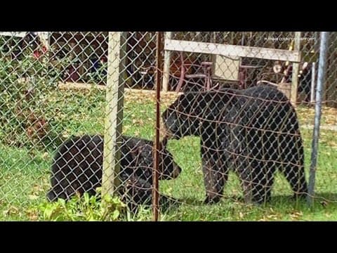 Bears escape Putnam County home and injure owner