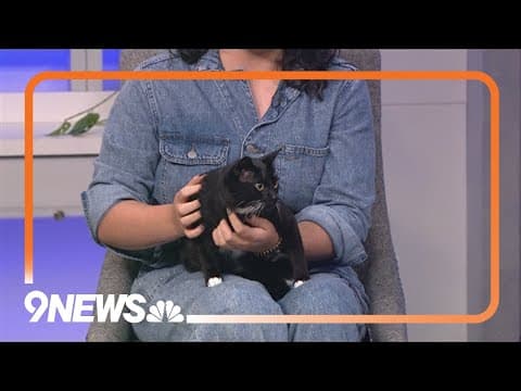 Meet Precious from the Colorado Kitty Coalition