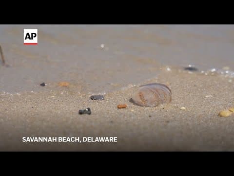 Beachgoers say they have never seen this many Delaware jellyfish