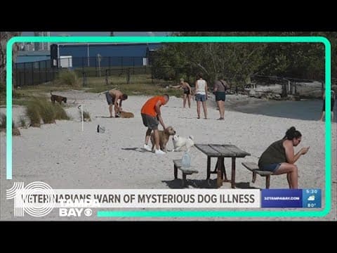Veterinarians warn of mysterious, highly contagious dog illness