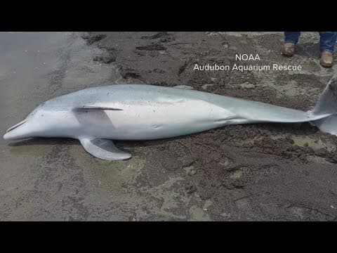 Dolphin found with multiple gunshot wounds